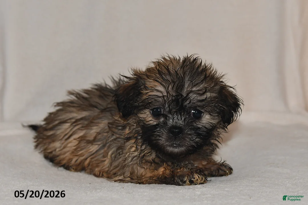 Teddy Bear dogs for sale: Chloe - Ad 3