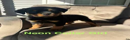 Rottweiler dogs for sale: Rottweiler 3 (Neon) - Ad 2