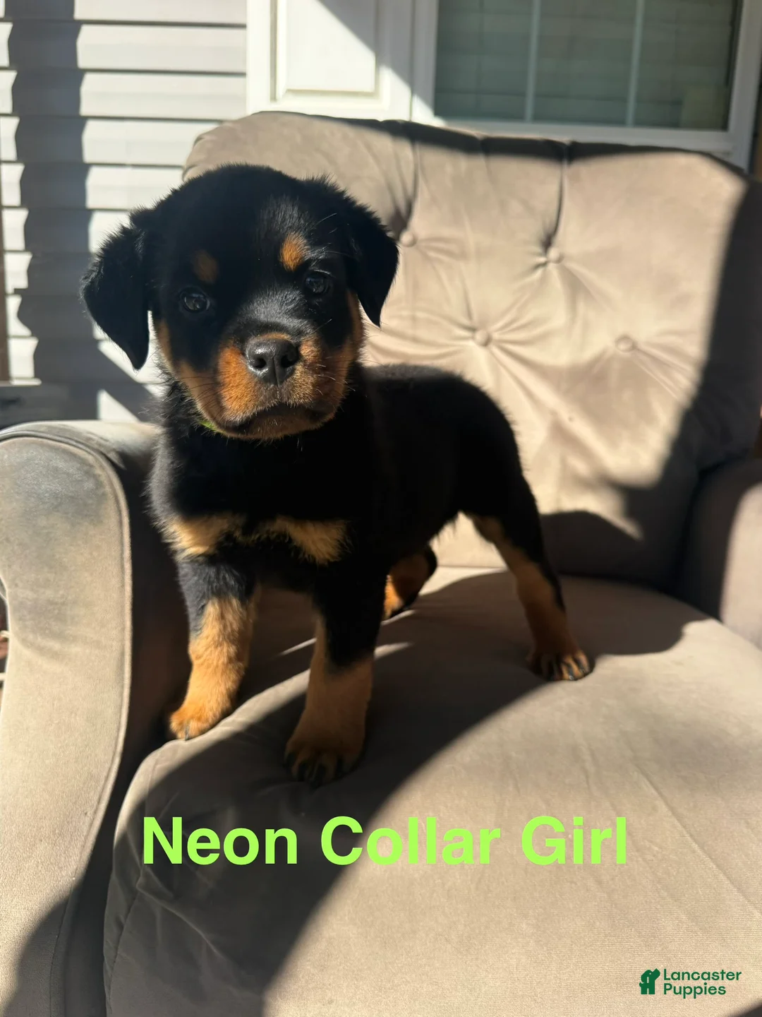 Rottweiler dogs for sale: Rottweiler 3 (Neon) - Ad 2