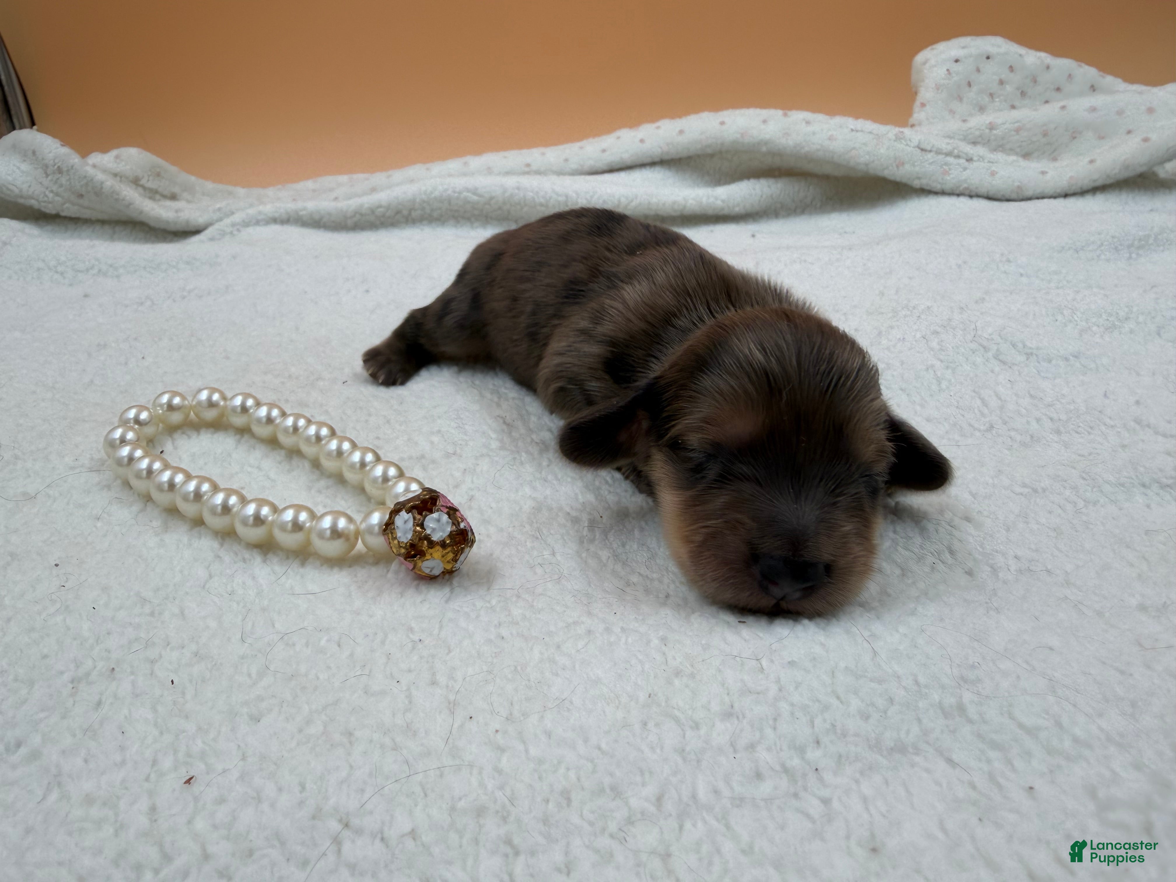 Miniature Dachshund dogs Uk cream dapple  - Ad 31