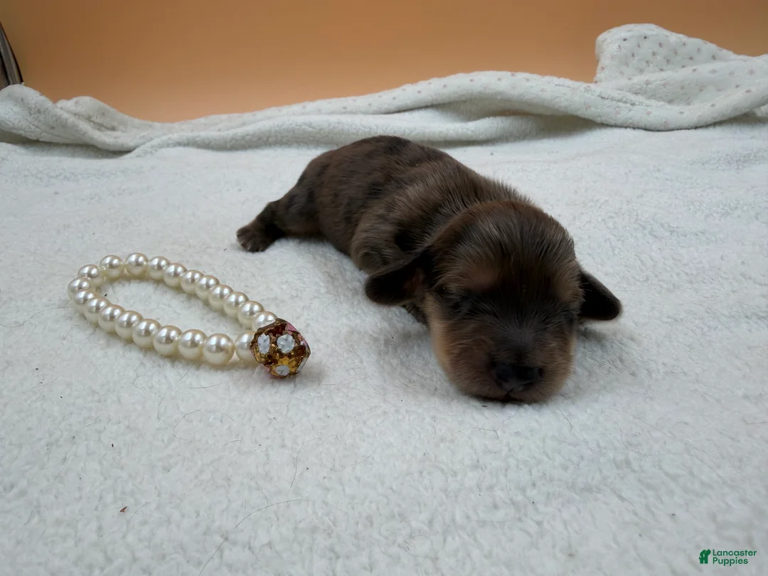Miniature Dachshund dogs for sale: Uk cream dapple  - Ad 1