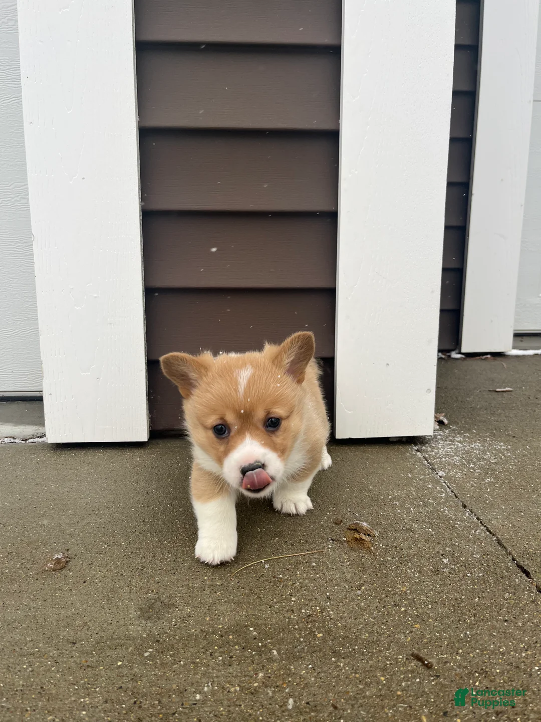 Welsh Corgi Pembroke dogs for sale: Welsh Corgi Pembroke Puppy 3 - Ad 8