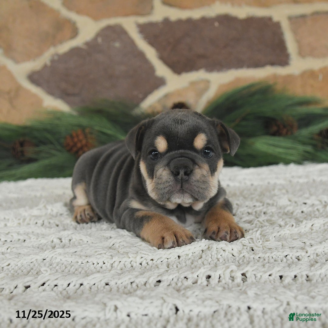 English Bulldog dogs for sale: Latte - Ad 3