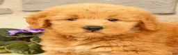 Mini Goldendoodle dogs for sale: Cash - Ad 9