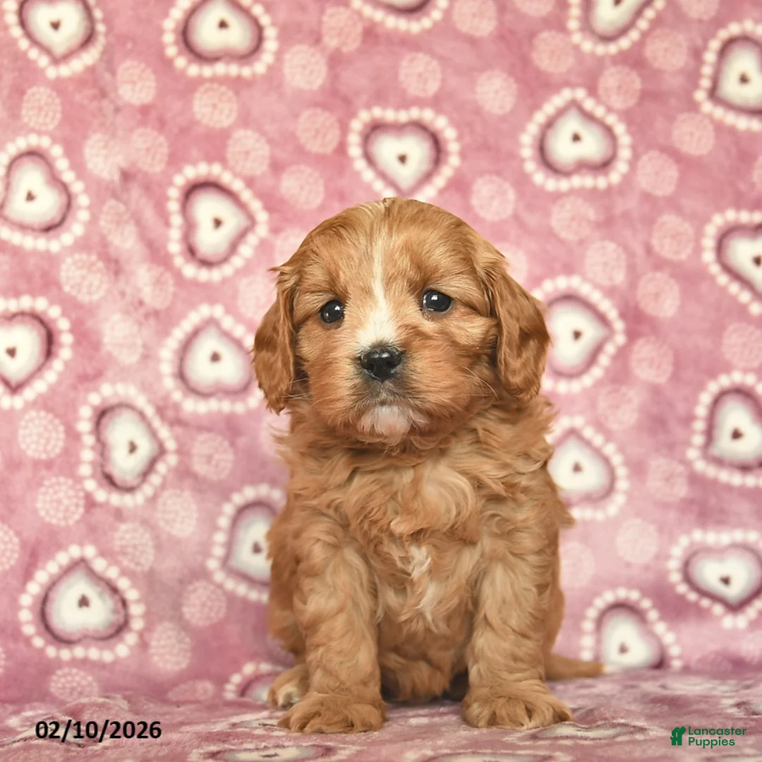 Cavapoo dogs for sale: Rocky  - Ad 4