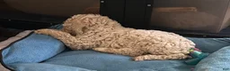 Goldendoodle dogs for sale: Miss Creamy - Ad 2