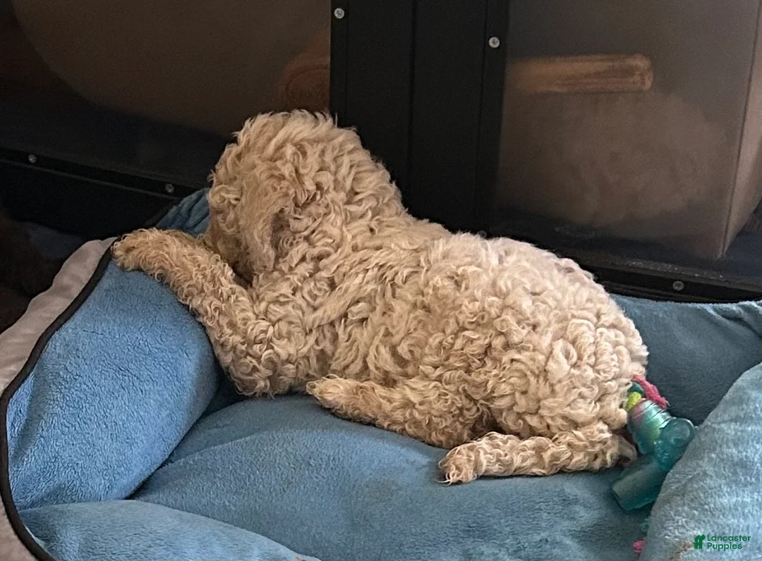 Goldendoodle dogs for sale: Miss Creamy - Ad 2