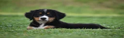Bernese Mountain Dog dogs for sale: Trevor - Ad 13