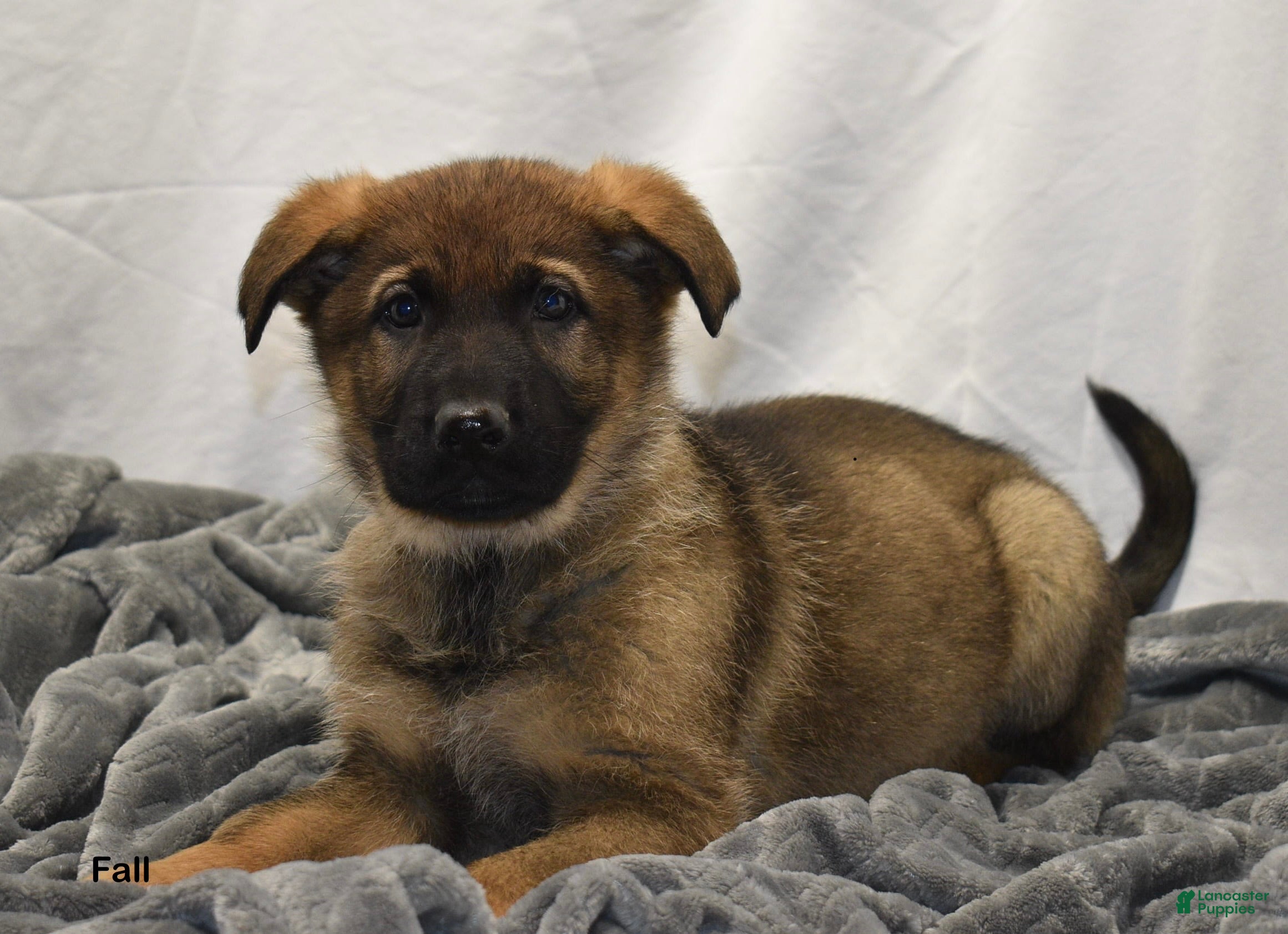 German Shepherd dogs Fall - Ad 37