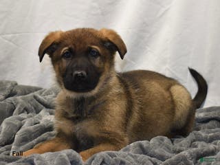German Shepherd dogs for sale: Fall - Ad 2