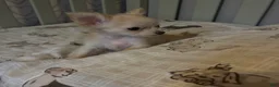 Chihuahua dogs for sale: Chihuahua 1 - Ad 3