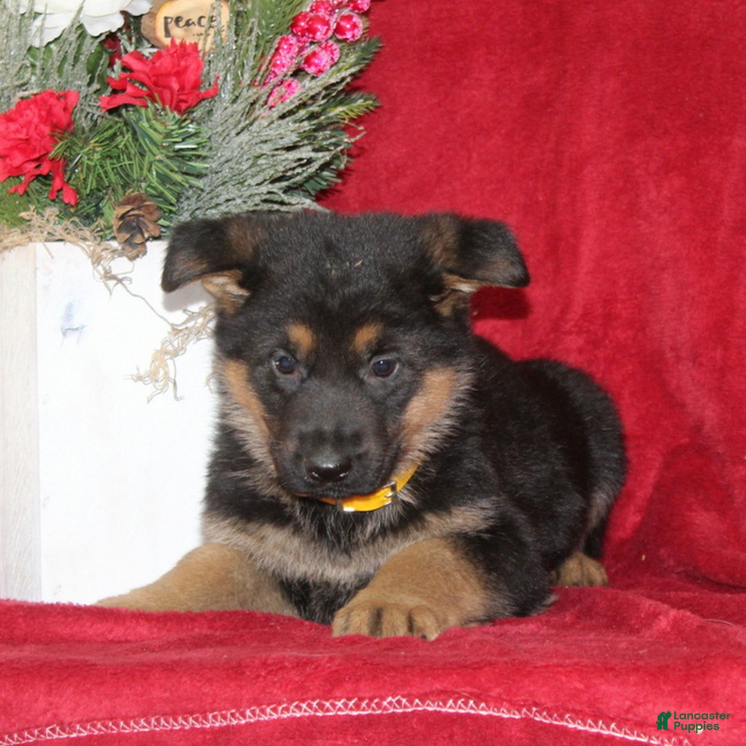 German Shepherd dogs for sale: Tyler  - Ad 2