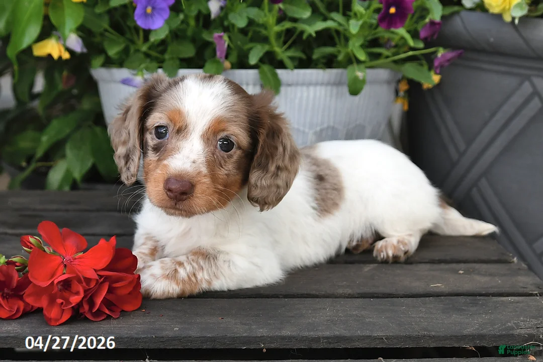 Dachshund dogs for sale: Starla - Ad 2