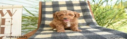 Cockapoo dogs for sale: Mia  - Ad 14