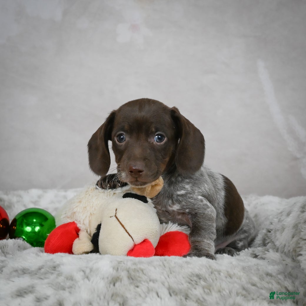 Miniature Dachshund dogs Hazel - Ad 1