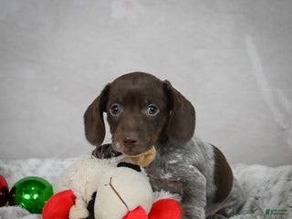 Miniature Dachshund dogs Hazel - Ad 33