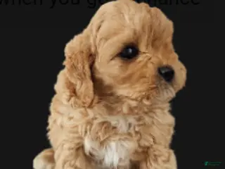 Cavapoo dogs Baxter - Ad 38