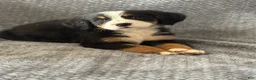 Bernese Mountain Dog dogs for sale: Bernese Mountain Dog 10 - Ad 1