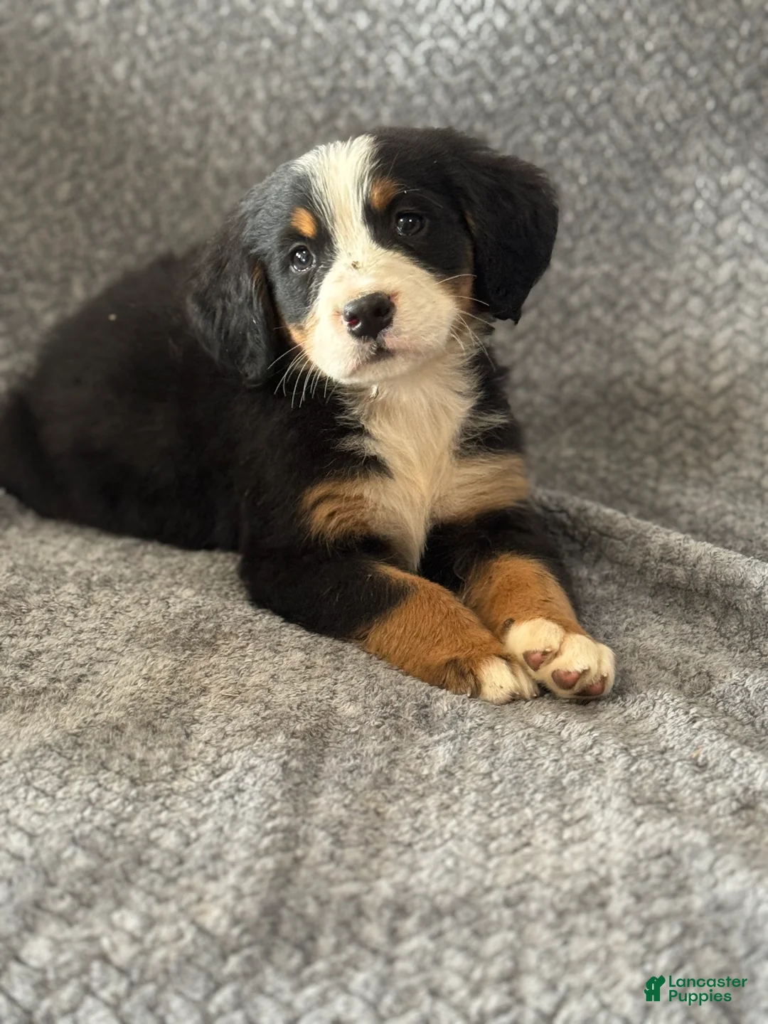 Bernese Mountain Dog dogs for sale: Bernese Mountain Dog 10 - Ad 1