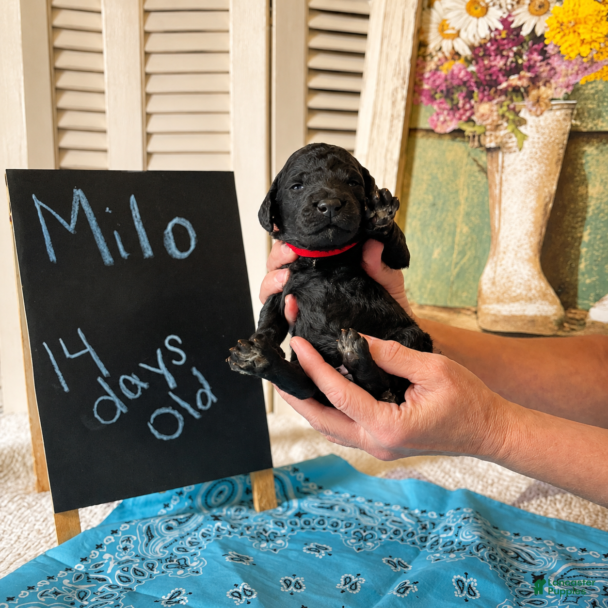 Standard Poodle dogs Milo - Ad 1
