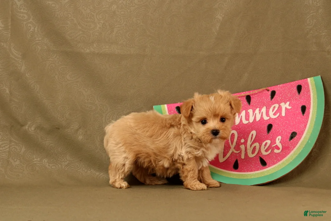 Maltipoo dogs for sale: Callum - Ad 4