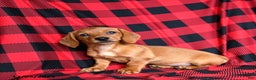 Miniature Dachshund dogs for sale: Zia - Ad 2