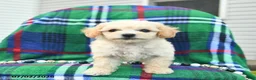 Bichpoo dogs for sale: Heidi  - Ad 5