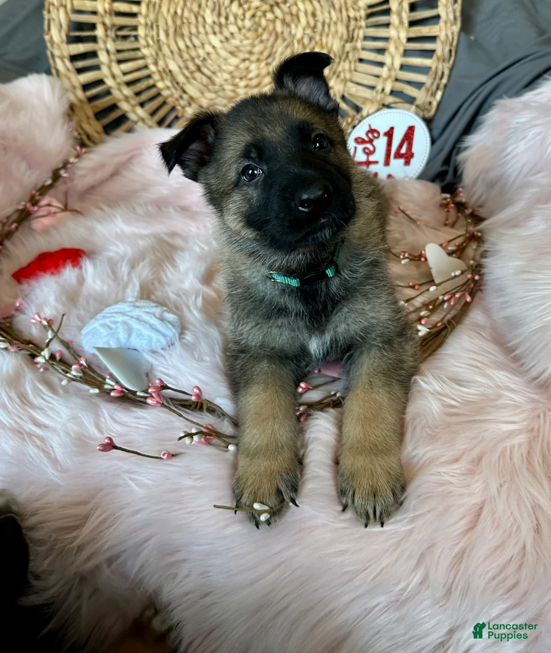 German Shepherd dogs for sale: Sage - Ad 3