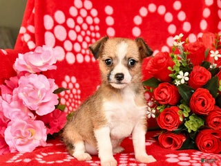 Mixed Breed dogs - Ad 35