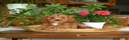 Cockapoo dogs for sale: Willow - Ad 3