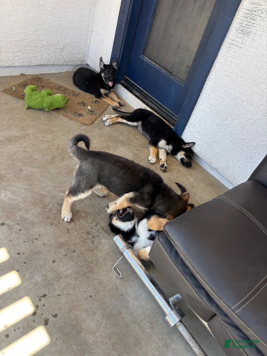 Gerberian Shepsky dogs for sale: Ginny - Ad 2