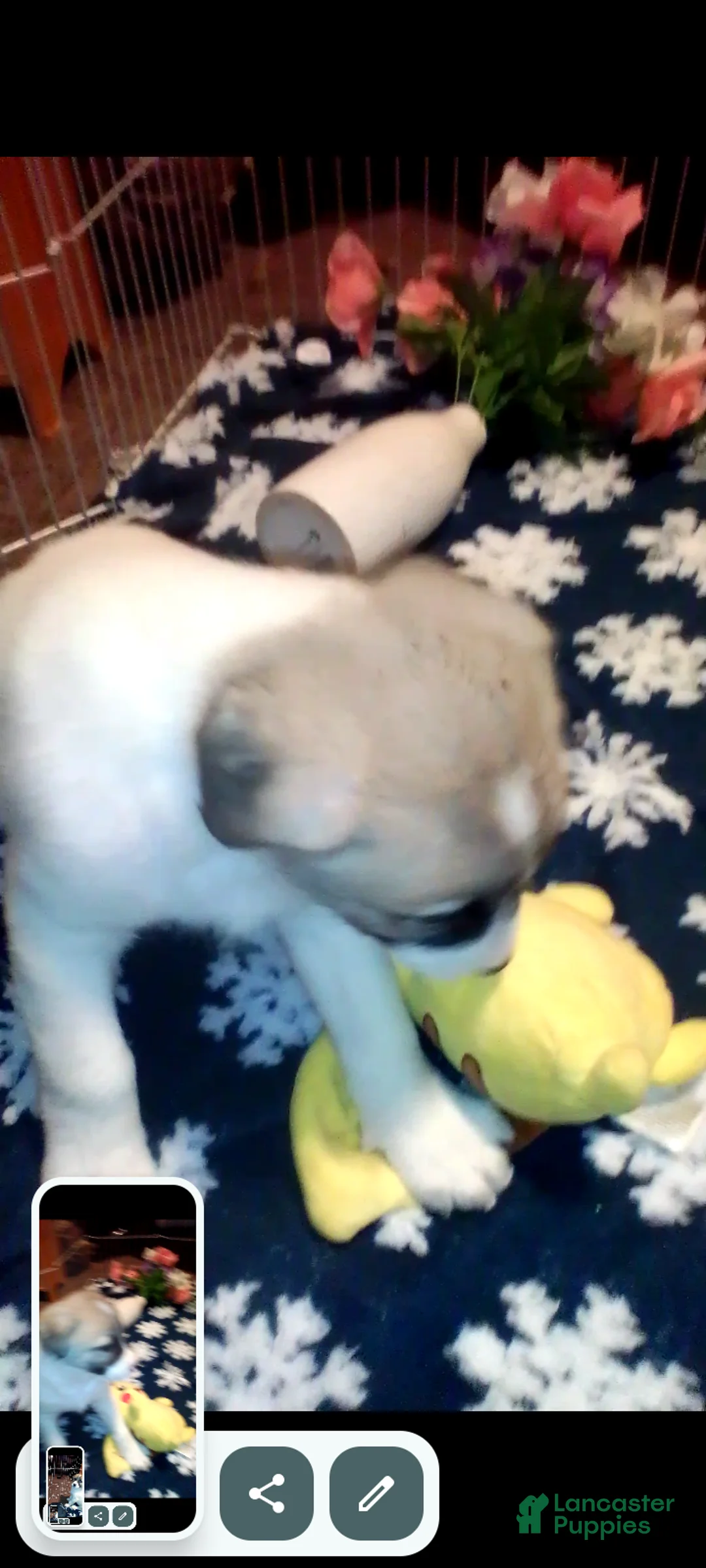 Mixed Breed dogs for sale: BABY JOJO  - Ad 40