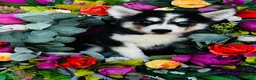 Siberian Husky dogs for sale: Kodiak - Ad 10