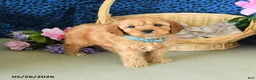 Cavapoo dogs for sale: Cameron - Ad 5