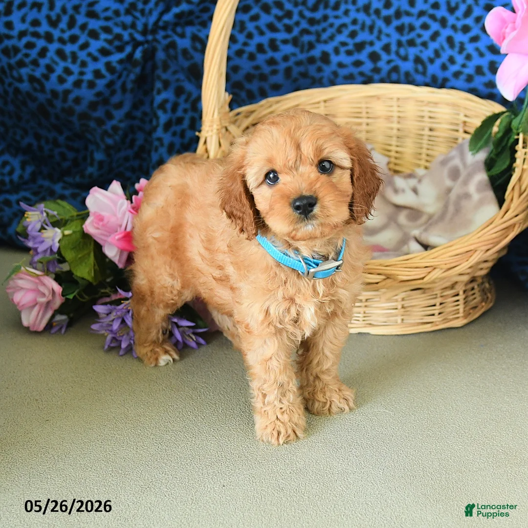 Cavapoo dogs for sale: Cameron - Ad 5