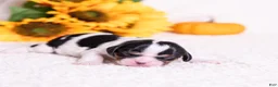 Cavalier King Charles Spaniel dogs for sale: Ezra - Ad 3