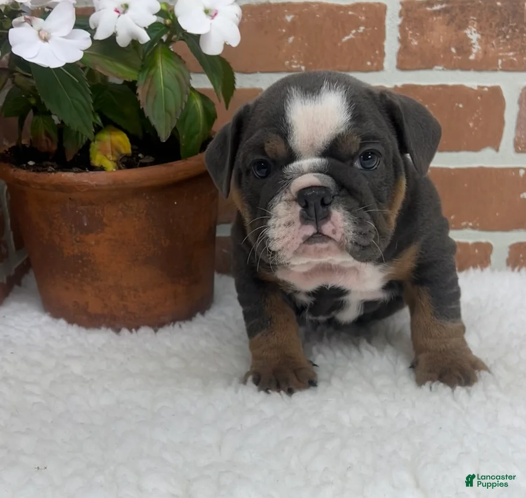 English Bulldog dogs for sale: Taylor - Ad 1