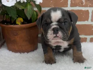 English Bulldog dogs for sale: Taylor - Ad 4