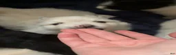 Pomeranian dogs for sale: Linen - Ad 13