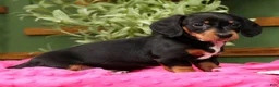 Miniature Dachshund dogs for sale: Jenny - Ad 3