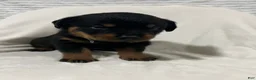 Rottweiler dogs for sale: buster - Ad 5