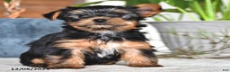 Yorkshire Terrier dogs for sale: Baxter - Ad 3