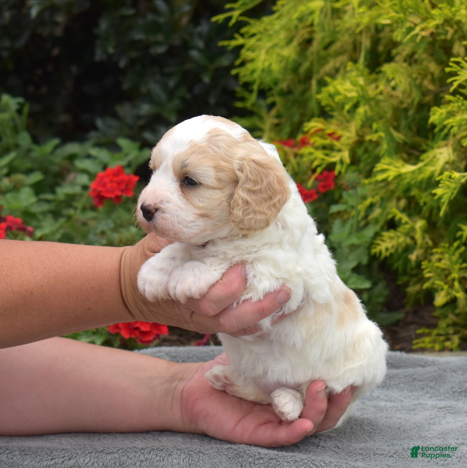 Cavachon dogs Angel - Ad 2