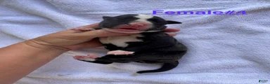American Bulldog Female #4