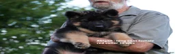 German Shepherd dogs for sale: German Shepherd 3 - Ad 3