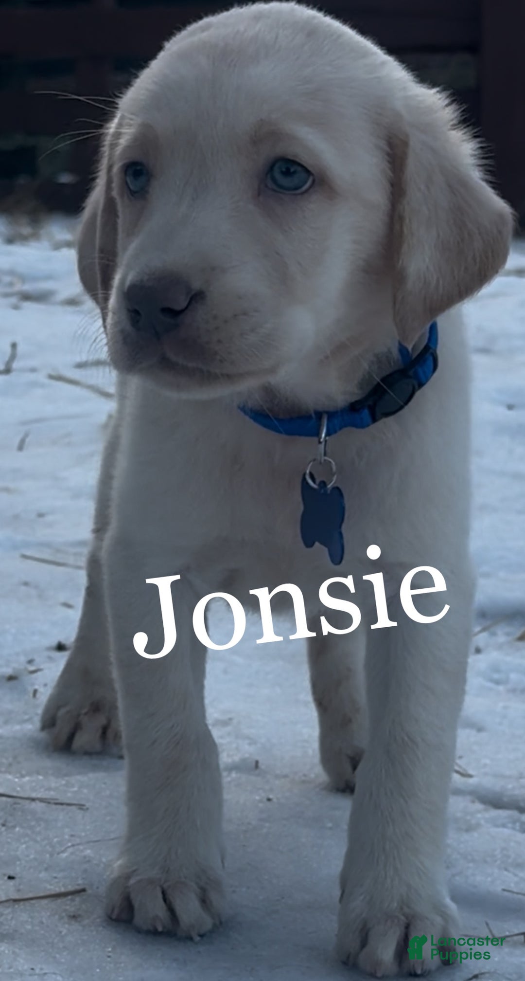 Labrador Retriever dogs for sale: Labrador Retriever Puppy 1 - Ad 7