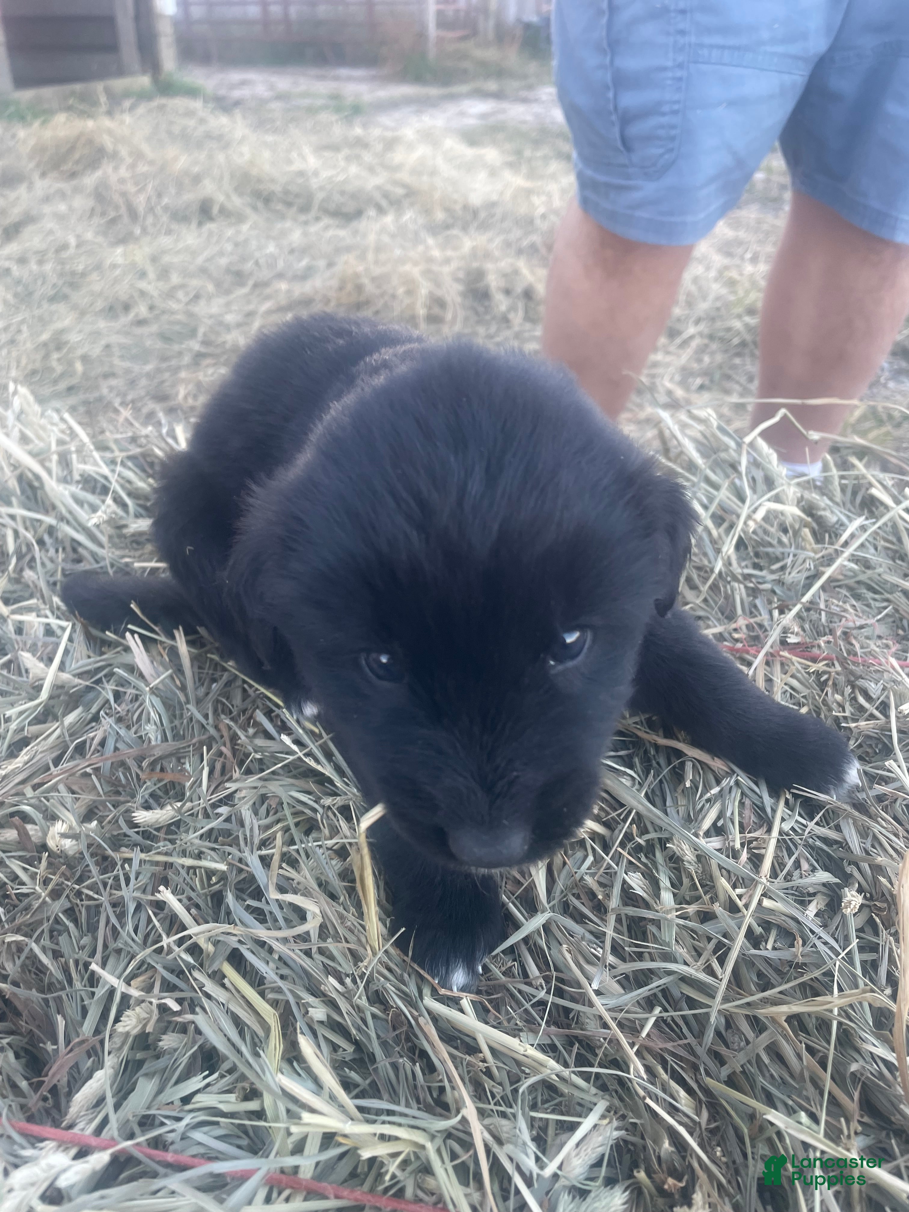 Mixed Breed dogs Mixed Breed 7 - Ad 5