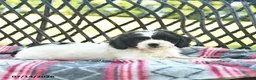 Cavapoo dogs for sale: Whisper  - Ad 5