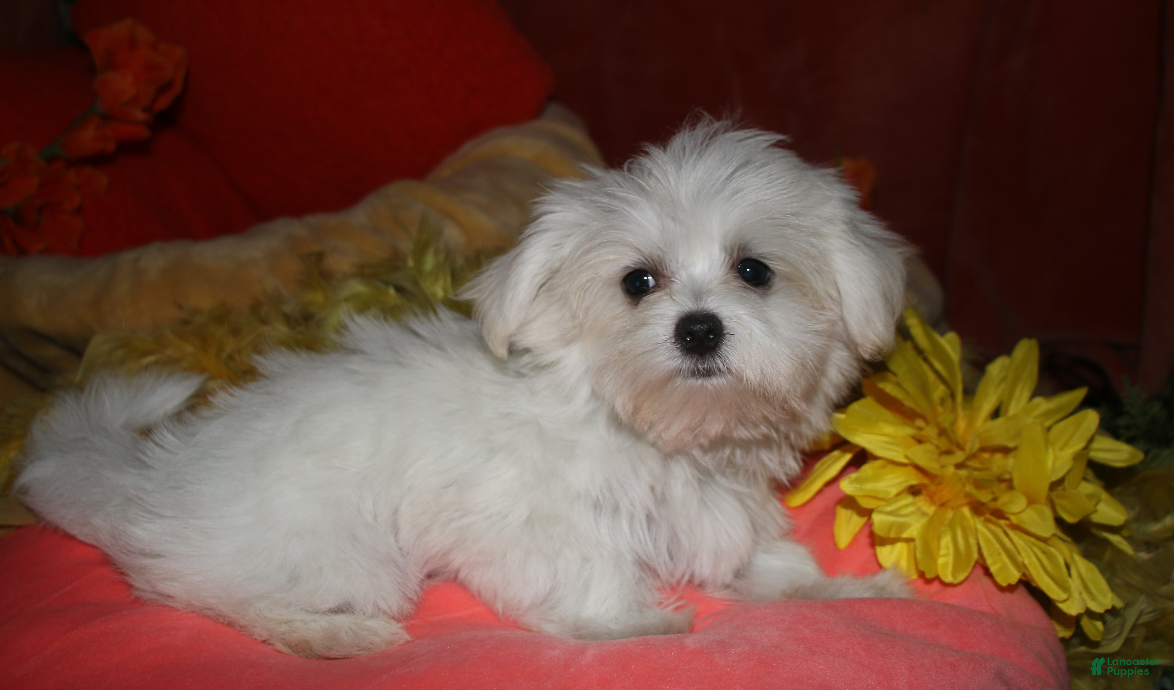 Maltese dogs Chester - Ad 1