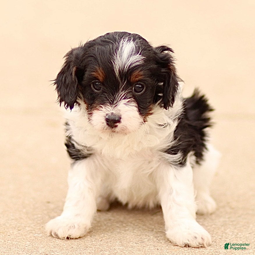 Cavapoo dogs Darla - Ad 16